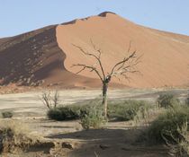 treen and dune